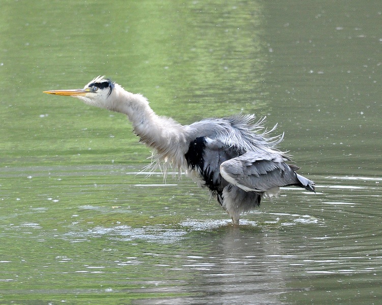 Uccelli arruffati